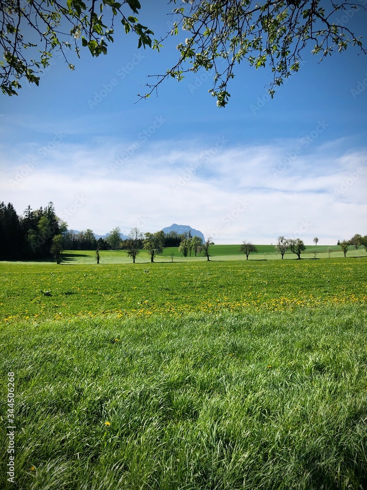 Landschaft im Frühling in Oberösterreich mit Blick zum Traunstein, Salzkammergut