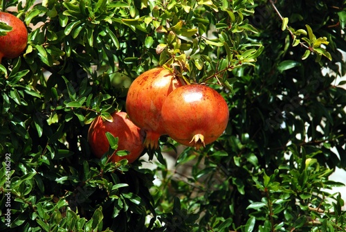 Pomegranate tree with ripe fruit, Benaque, Andalusia, Spain. photo