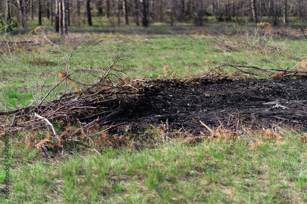 small fire burnt trees on a green field coals on earth