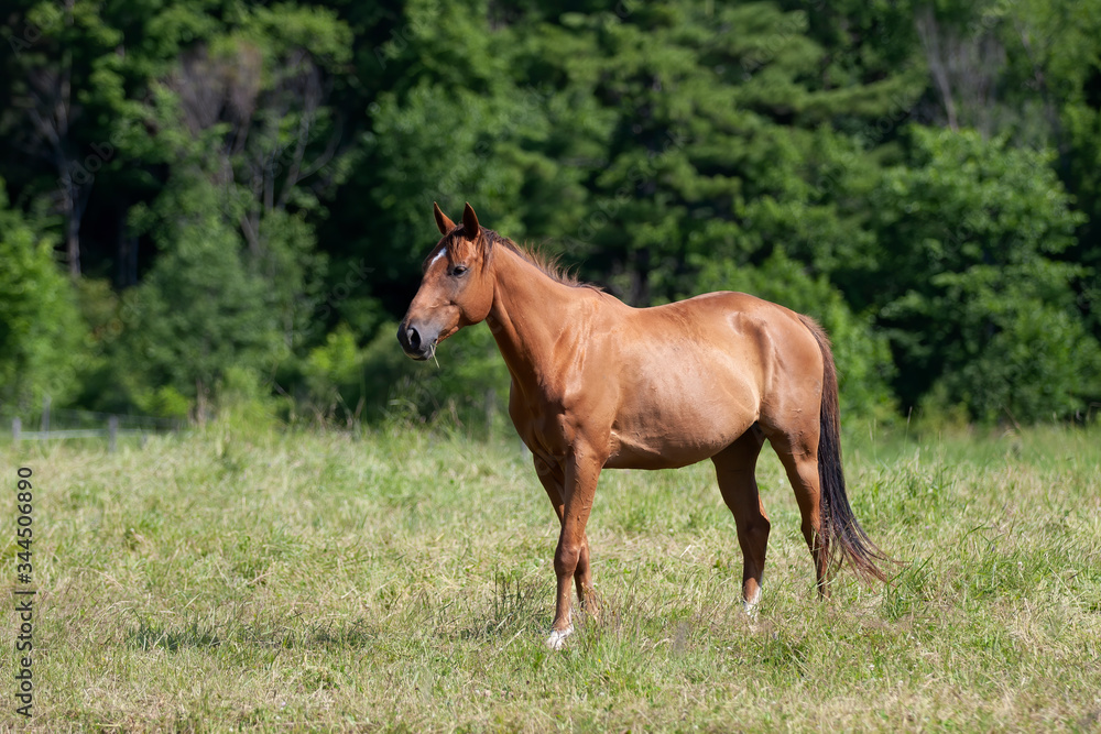 Brown horse with beautiful mane walking through a meadow in Quebec, Canada