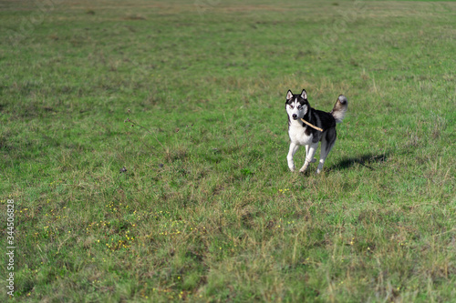 dog of the Siberian Husky breed walks on a green field