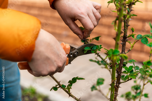 Spring pruning of tree branches and shrubs. Female hands in white gloves with an orange pruner cut branches.