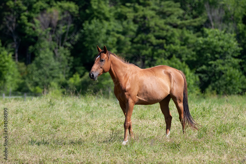 Brown horse with beautiful mane walking through a meadow in Quebec, Canada