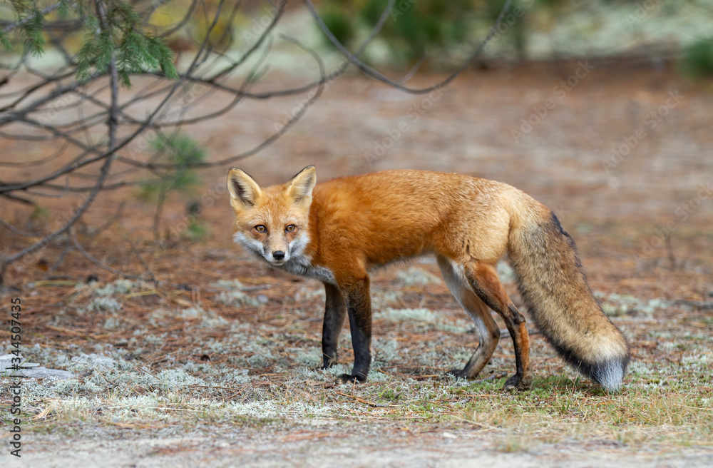 Red fox (Vulpes vulpes) with a bushy tail hunting in a pine tree forest in Algonquin Park , Canada in the autumn moss