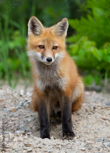 Red fox kit (Vulpes vulpes) sitting by the road in Algonquin Park, Canada in autumn © Jim Cumming