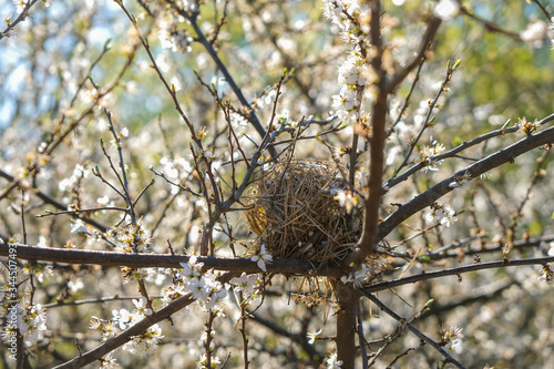 Bird's nest on a branch of a flowering thorn tree in spring in Ukraine.