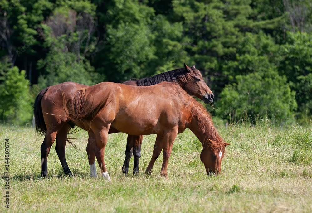 Two brown horses grazing in a field in rural Quebec, Canada