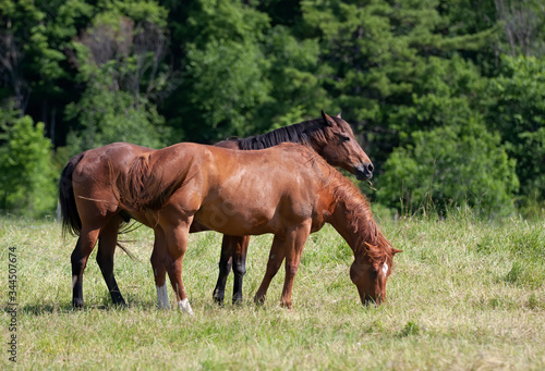 Two brown horses grazing in a field in rural Quebec  Canada