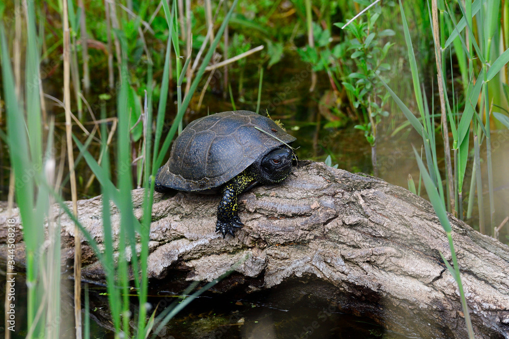 Obraz premium Europäische Sumpfschildkröte 