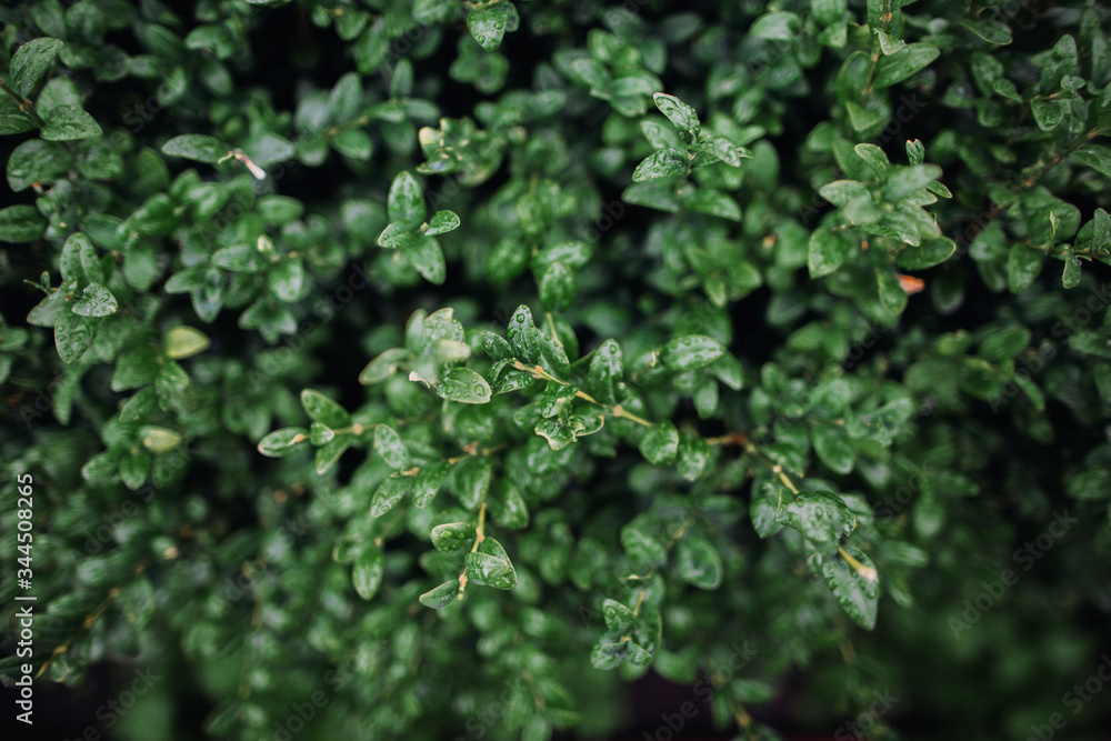 green leaves background green leaves background