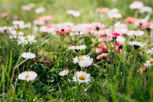 white flowers in the grass