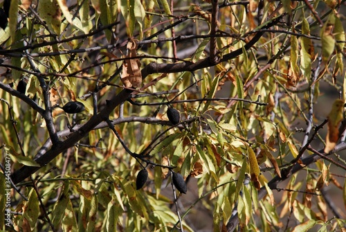 Scorched almonds on a tree after a forest fire, Macharaviaya, Andalusia, Spain. photo