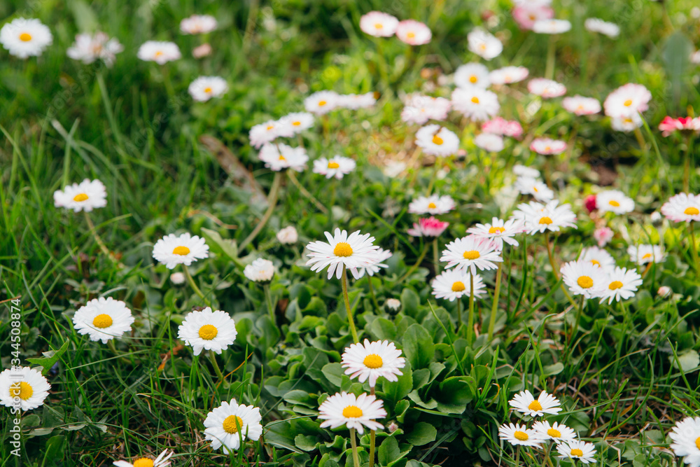 Fototapeta premium Closeup of daisy in garden . Bellis perennis