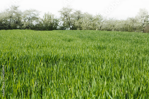 Wheat field with blossoming trees in spring