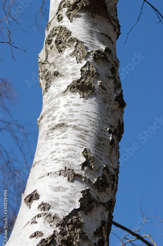 bark of silver birch tree close up, against blue sky background. Betula pendula