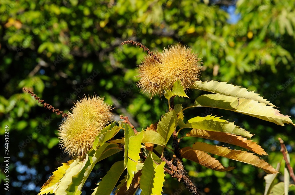 Ripe chestnuts on a tree in the forest, Igualeja, Andalusia, Spain. Ripe chestnuts on a tree in the forest, Igualeja, Andalusia, Spain.
