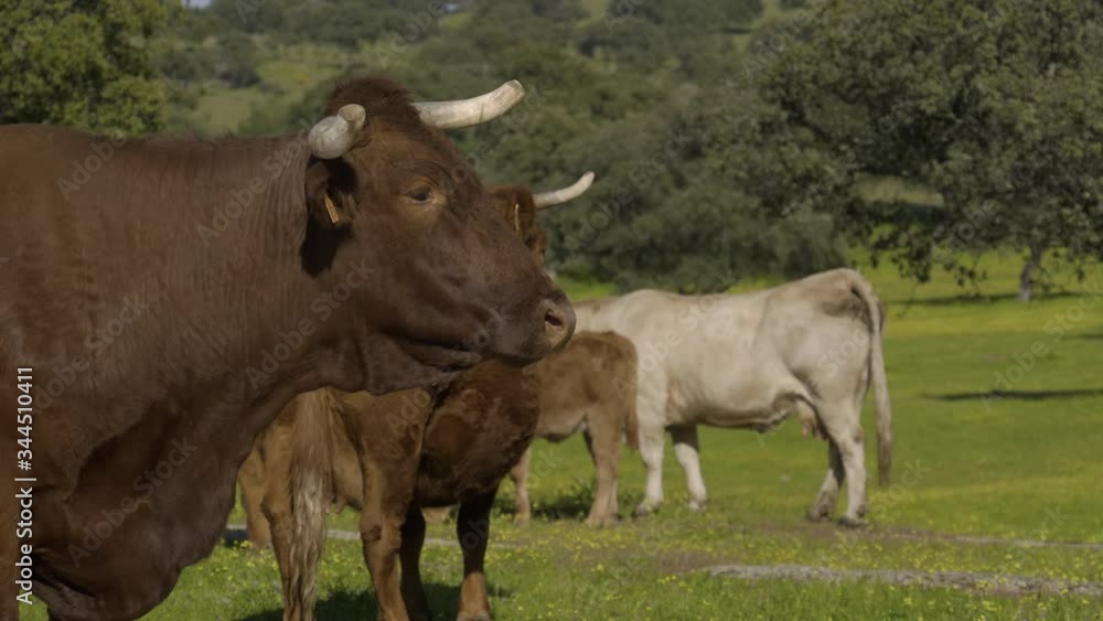 Retinta breed calves grazing in the spring of the Pedroches Valley. Limousin. Angus Retinta breed calves grazing in the spring of the Pedroches Valley. Limousin. Angus