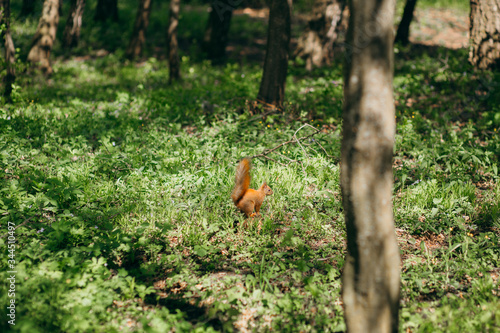 Squirrel runs on the grass in the park © Iryna