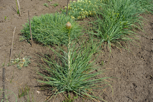 Asphodeline taurica with flower bud in May photo