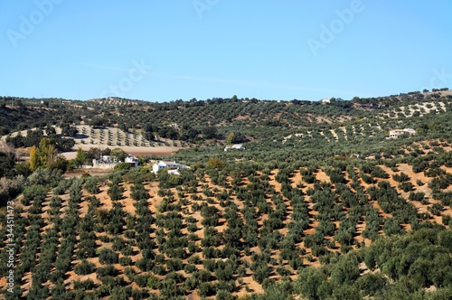 View across olive groves and the countryside, Algarinejo, Andalusia, Spain. photo