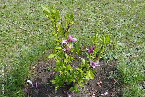 Bright pink flowers of magnolia liliiflora in May