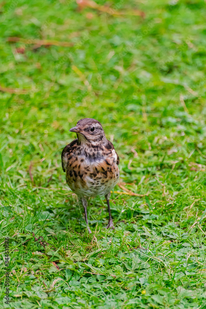 song thrush, (Turdus philomelos), on green grass surface song thrush, (Turdus philomelos), on green grass surface
