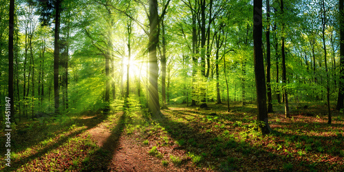 Panoramic landscape: beautiful rays of sunlight shining through the vibrant lush green foliage and creating a dynamic scenery of light and shadow in a forest clearing