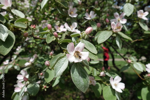 Bee pollinating pinkish white flower of quince in May