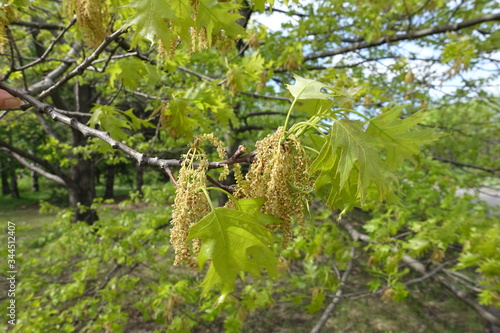 Catkins and young leaves of red oak in May