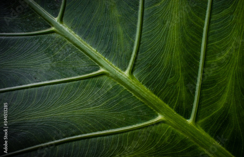  natural green leaf texture