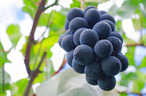 Wallpaper Mural ナガノパープル　ぶどう Torontodigital.ca