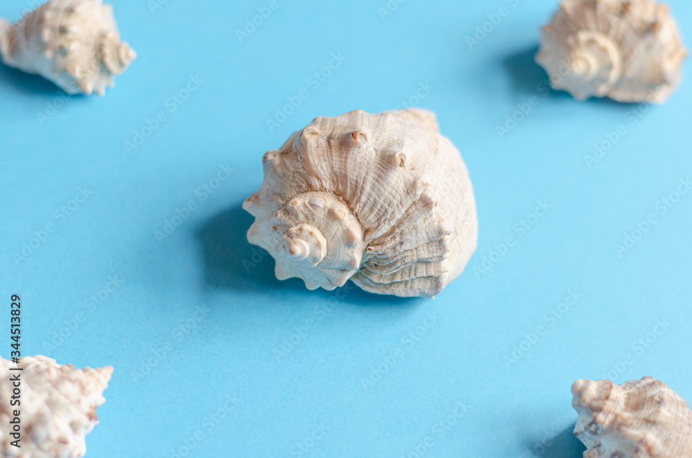 Sea shells on a pastel blue background. Summer concept, tourism, flat lay, copy space, top view. Sea shells on a pastel blue background. Summer concept, tourism, flat lay, copy space, top view.