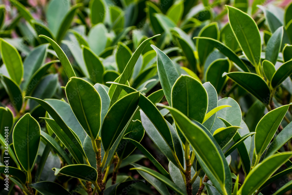 plants with green leaves
plants with green leaves