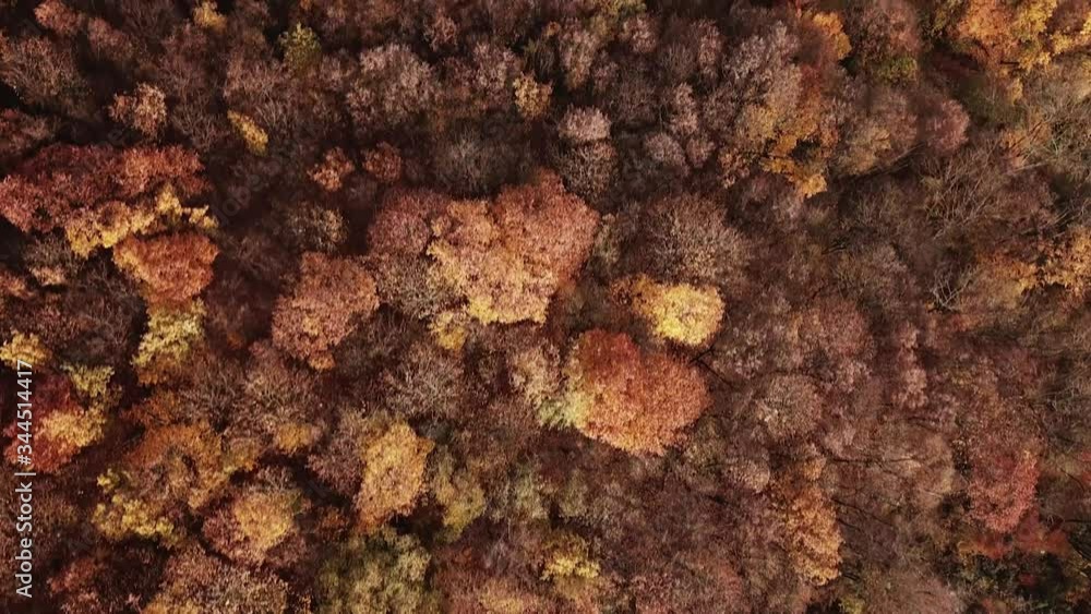 Aerial view of the autumn forest, panoramic shot, aerial view, drone shot, with a bird's eye view Aerial view of the autumn forest, panoramic shot, aerial view, drone shot, with a bird's eye view