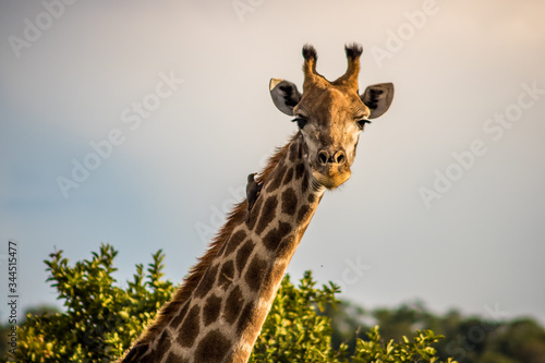 Photography giraffe in the wild