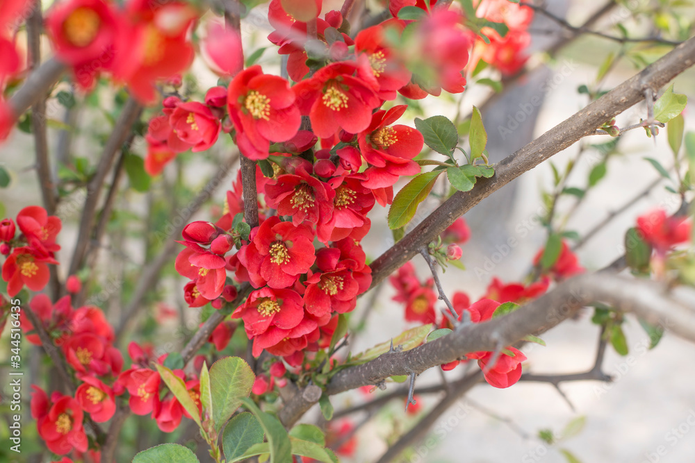 Obraz premium red Chaenomeles speciosa Sweet Nakai flowers on tree branch