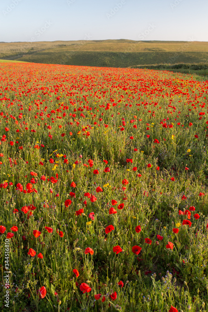 Poppies in the field as the sun goes down 