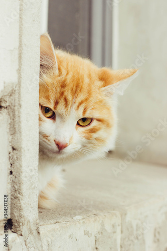 Fototapeta Naklejka Na Ścianę i Meble -  cat on the window