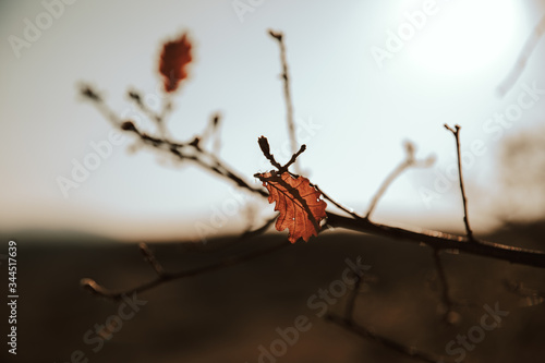 lonely autumn leafs on the branches of a tree