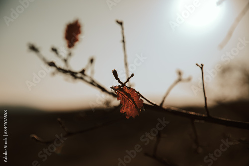 lonely autumn leafs on the branches of a tree