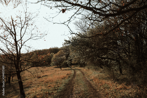 trees in the morning