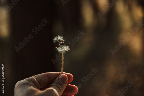 Dandelion seeds in the wind