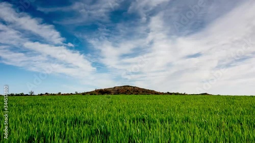 wheat field and blue sky