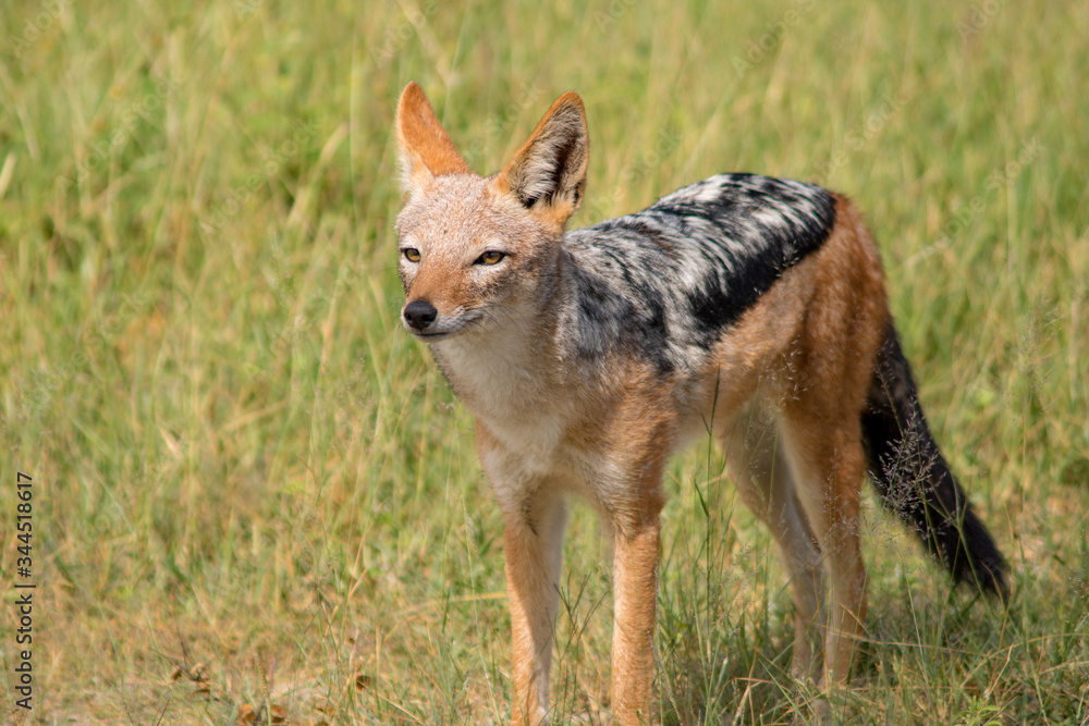 black backed jackal zimbabwe black backed jackal zimbabwe