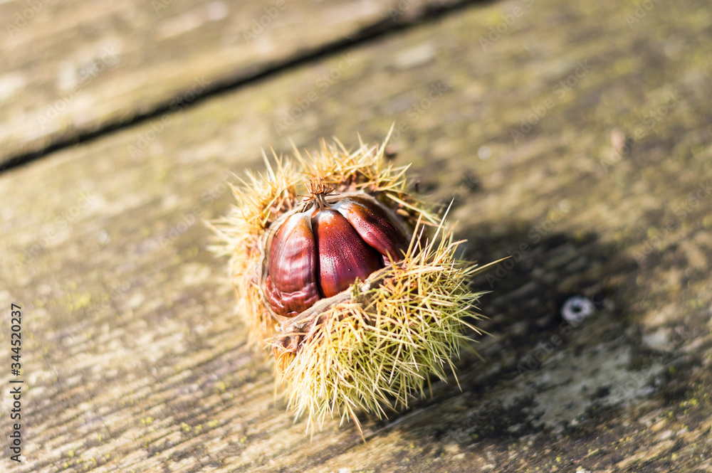 sweet chestnut on old wooden table Castanea sativa sweet chestnut on old wooden table Castanea sativa