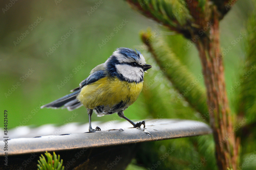 Fototapeta premium Blaumeise beim baden