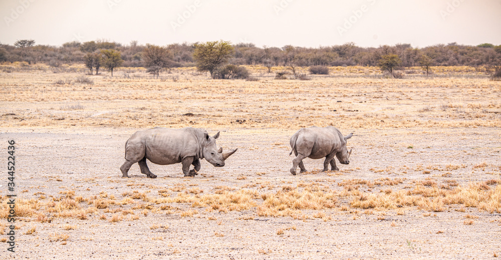 White Rhinoceros in the Khama Rhino Sanctuary, Botswana White Rhinoceros in the Khama Rhino Sanctuary, Botswana