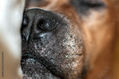 dog nose close up. red dog is sleeping