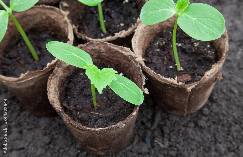 Cucumber seedlings Cucumber seedlings