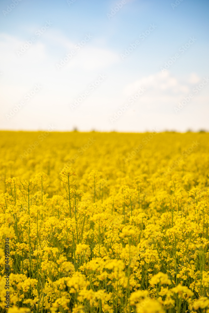 Rapeseed field with blue sky and clouds in summer Rapeseed field with blue sky and clouds in summer